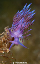 The Beauty

Flabellina Pedata by Frank Michels 